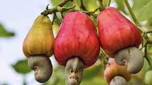 cashew fruit